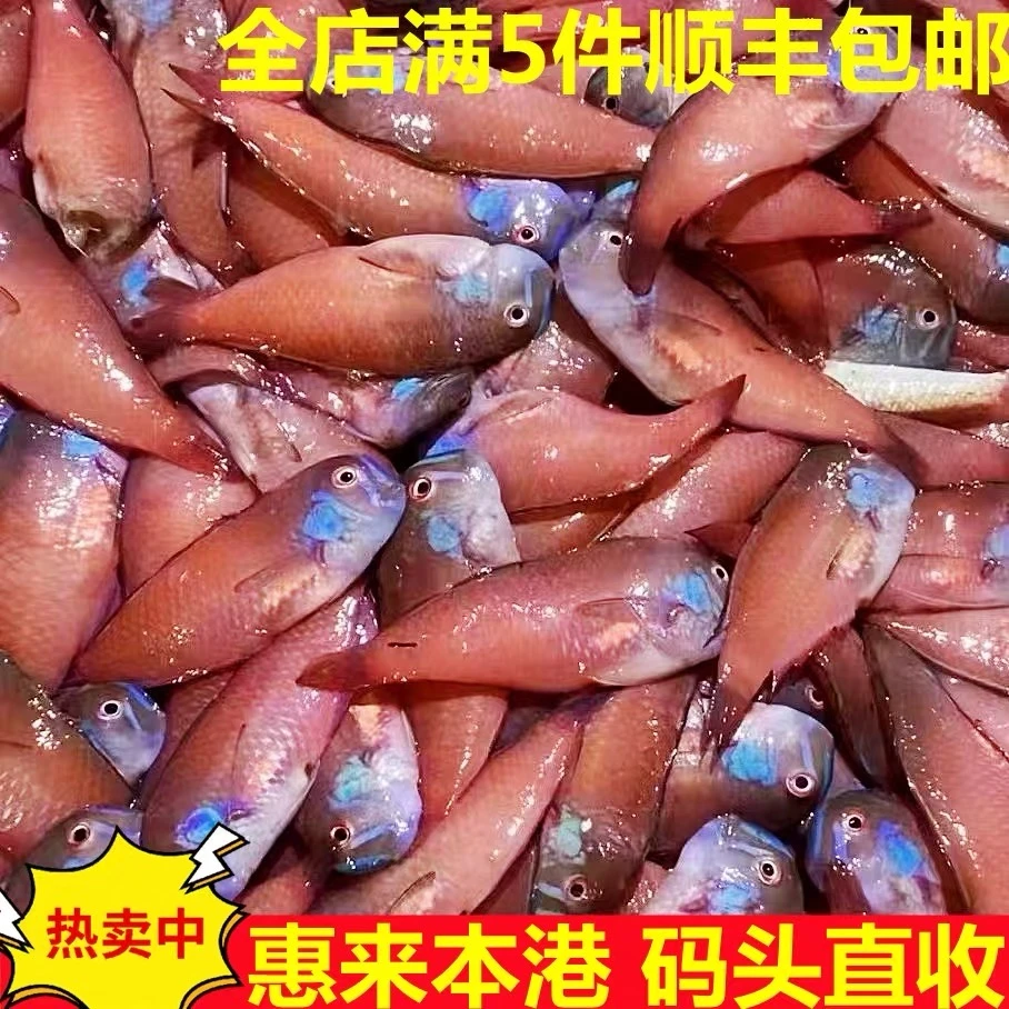 惠来神泉港红心仔 老鼠鱼 省内包邮