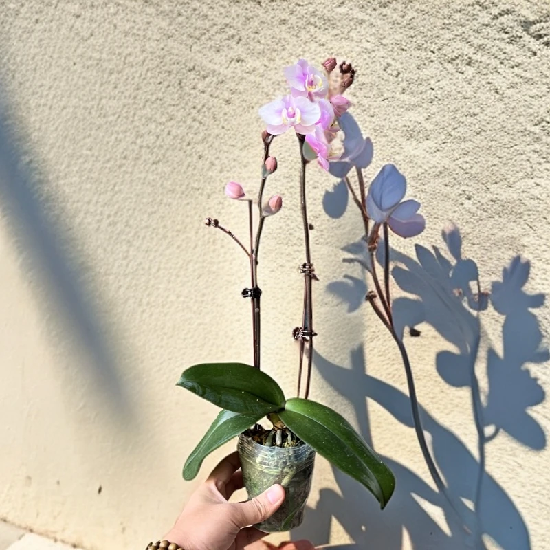 小梅花蝴蝶兰桌面盆栽网红绿植1-2花剑年宵花兰中皇后好养花卉