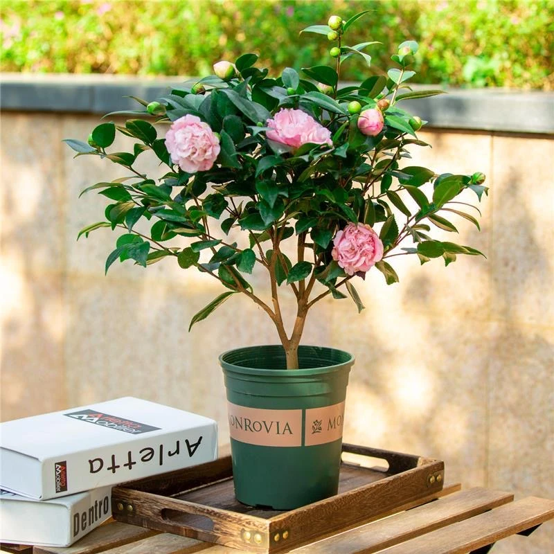 香妃山茶花盆栽树苗烈香浓香型植物四季开花带花苞阳台庭院好养