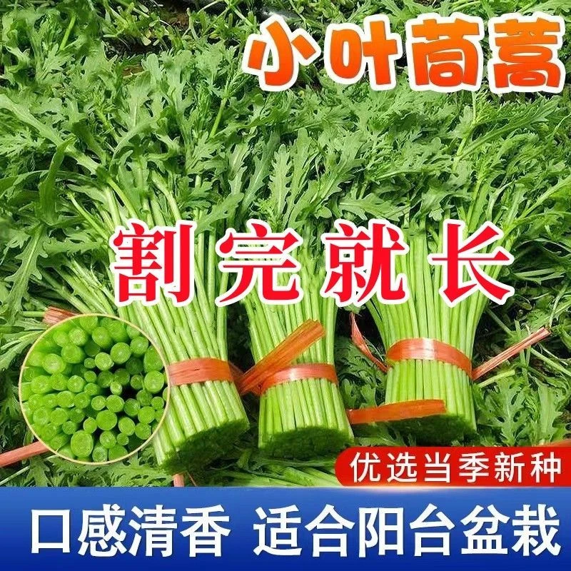 小叶茼蒿皇帝菜新鲜蔬菜耐高温青菜生吃火锅菜农家自种茼蒿