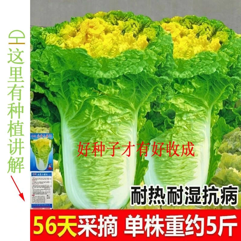 【今年新种】北京小杂56早熟黄心大白菜种籽春夏秋包心白菜花盆种