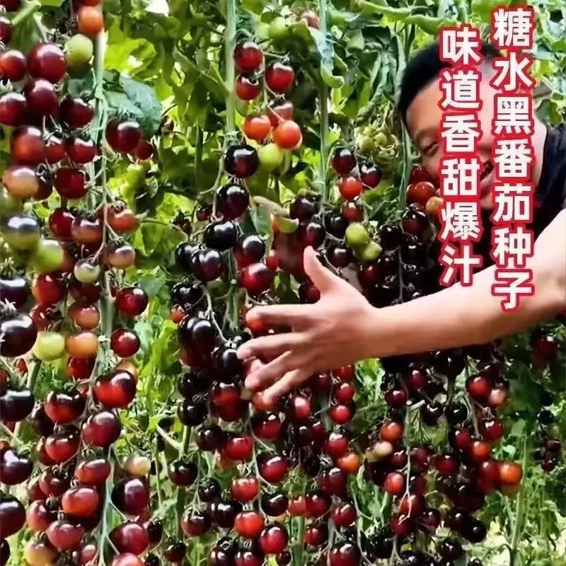 黑钻石黑珍珠番茄籽孖高产甜圣女籽小西红柿春季蔬菜种子大盆栽