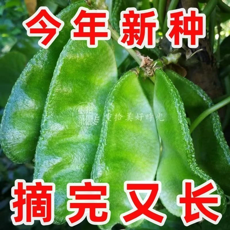 大肉绿眉豆猪耳朵扁豆衶农家菜园新鲜蔬菜四季豆梅豆角架豆菜豆孑
