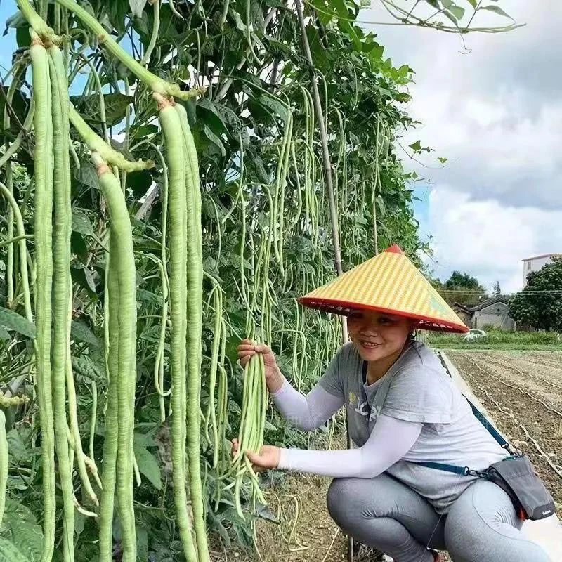 超好吃大肉糯米甜豆角不易老白长豆角春夏秋白玉长豇豆易蔬菜包邮