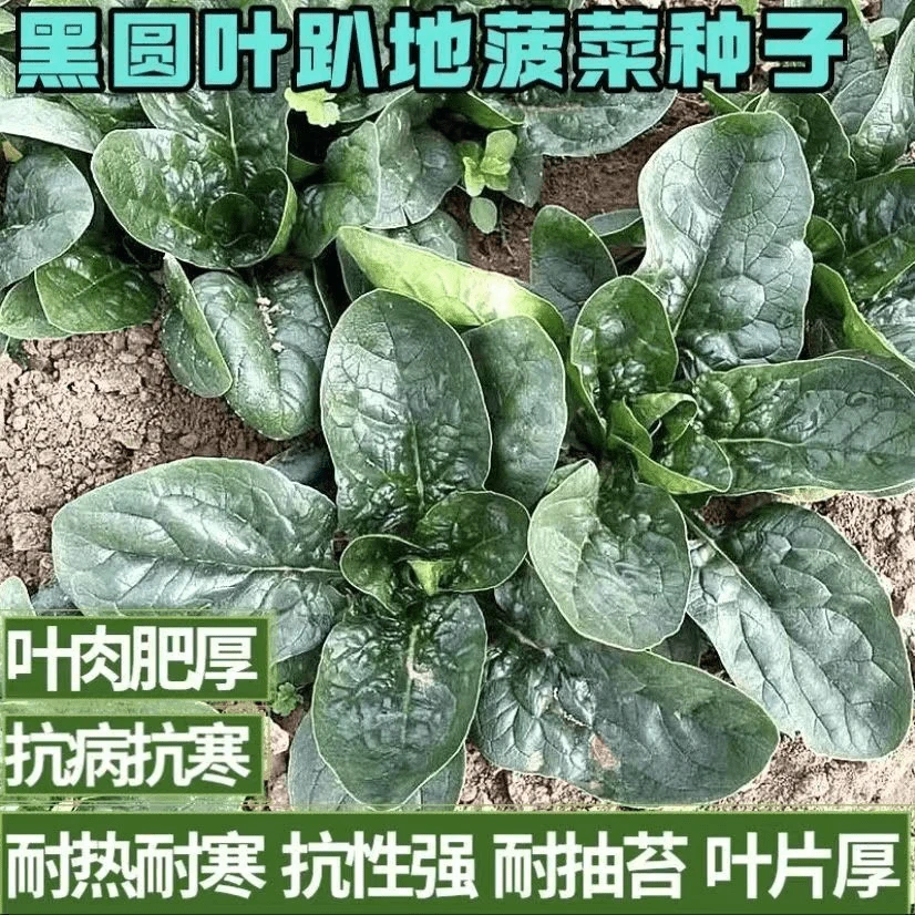 趴地菠菜种子黑园叶菠菜种籽生长速度快耐寒高产越冬蔬菜种子大全