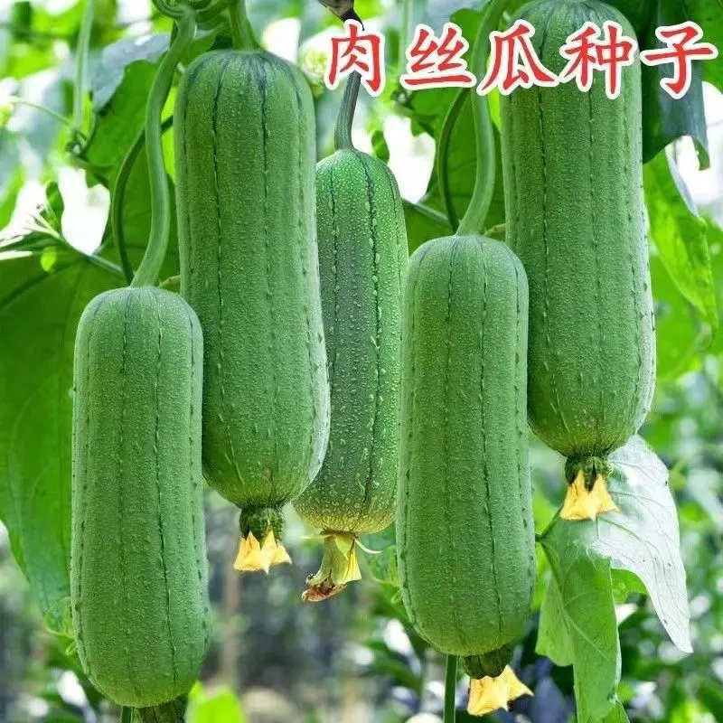 高产大肉丝瓜种春夏秋季长丝瓜籽农家庭院爬藤种子蔬菜菜种子