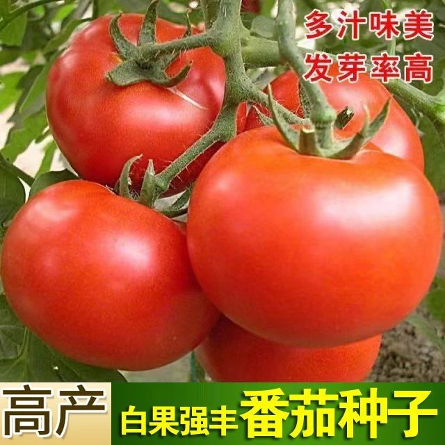 新鲜西红柿白果强丰农家自种露天熟沙瓤大番茄生吃当季蔬菜种籽