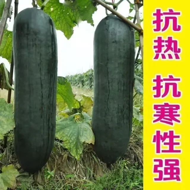 黑皮冬瓜北方冬瓜冬瓜早熟特大高产巨型蔬菜四季