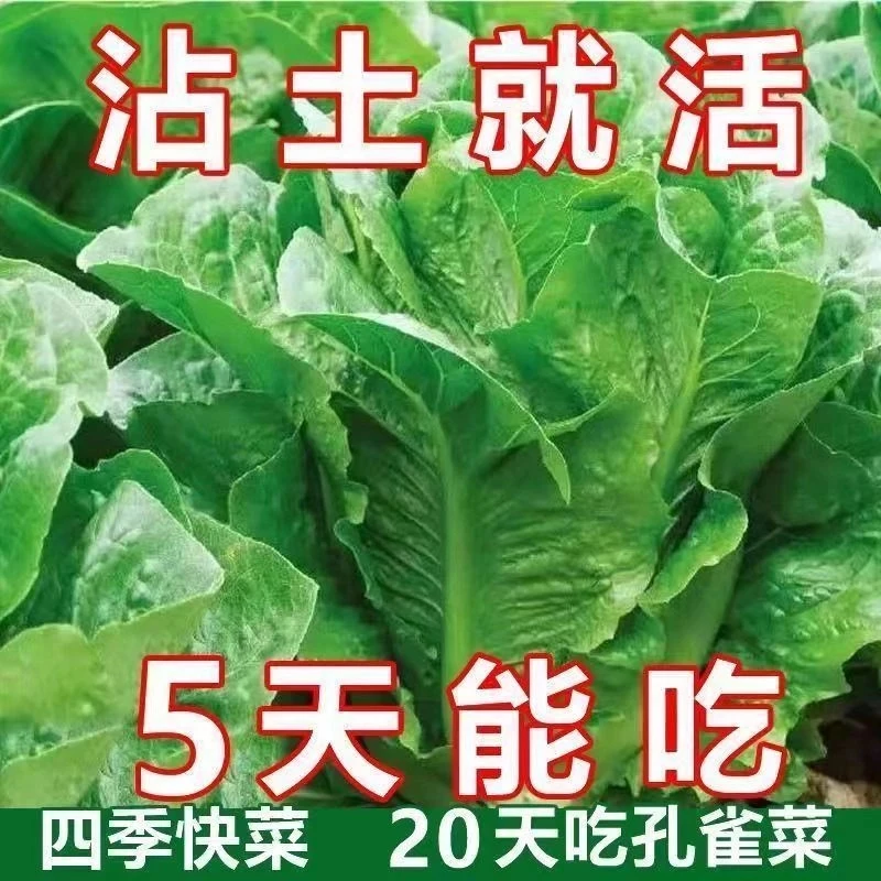 【新种到货】孔雀菜蔬菜种子大全生吃脆甜营养直立生菜养颜菜种子