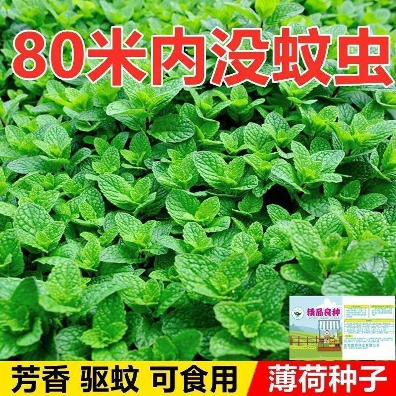 食用薄荷种驱蚊花草植物种四季阳台盆栽薄荷种薄荷盆栽可食用观赏