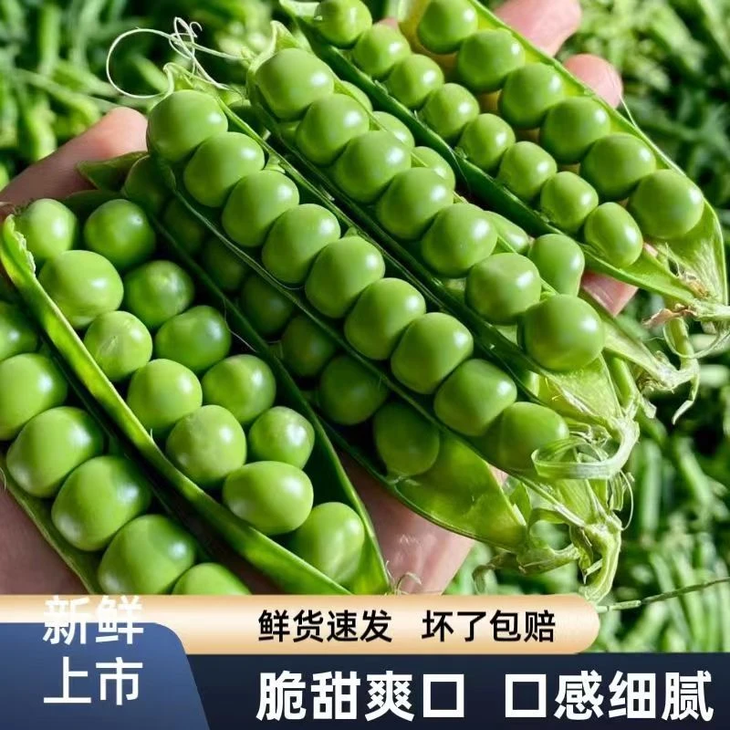 菜豌豆大荚青豆甜豌豆尖甜豌豆种子水果型脆可生吃四季播蔬菜种子