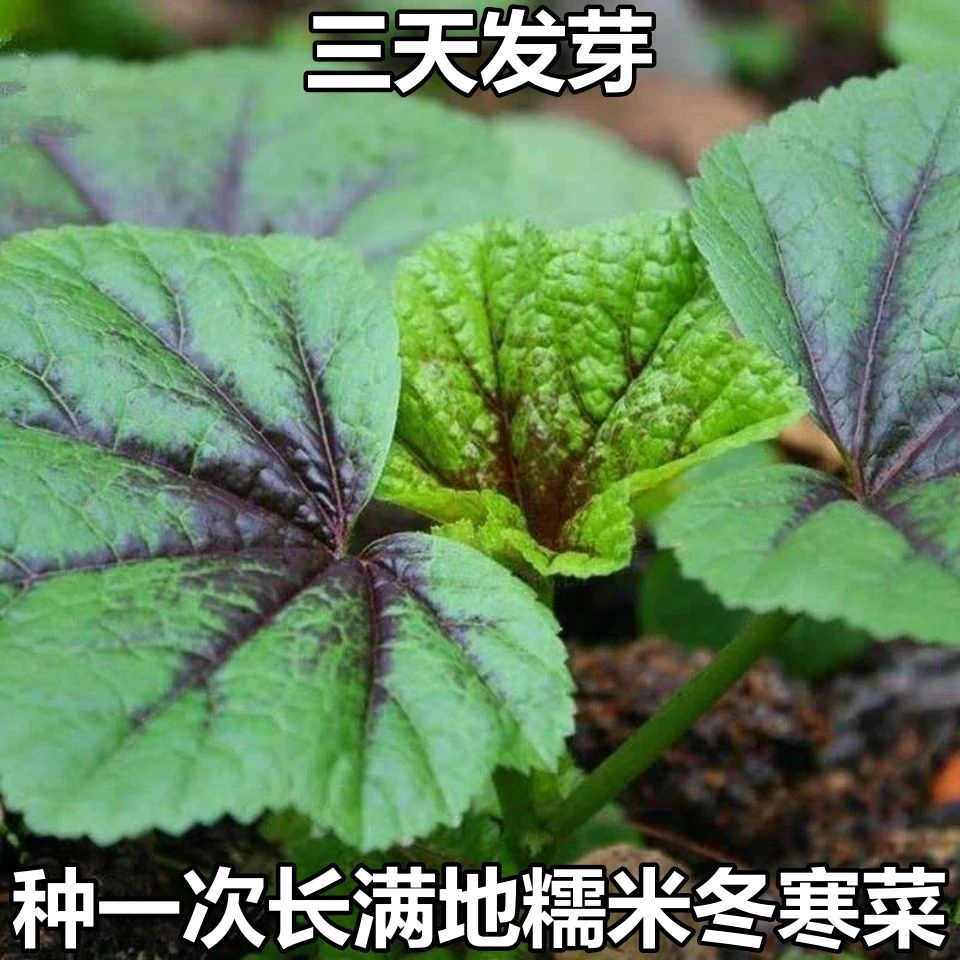 【超耐寒】糯米冬寒菜种子耐冬耐冻冬苋菜高钙菜春秋冬蔬菜种子