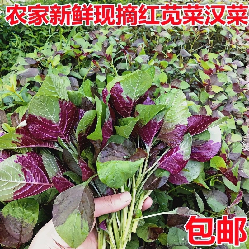 重庆农家栽种现摘应季蔬菜红苋菜种子红汉菜红米苋优良品种易生长