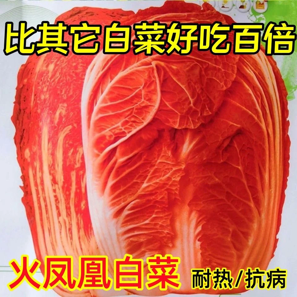 火凤凰大白菜红白菜新鲜蔬菜抗病火锅菜橘红心耐热庭院包心大白菜