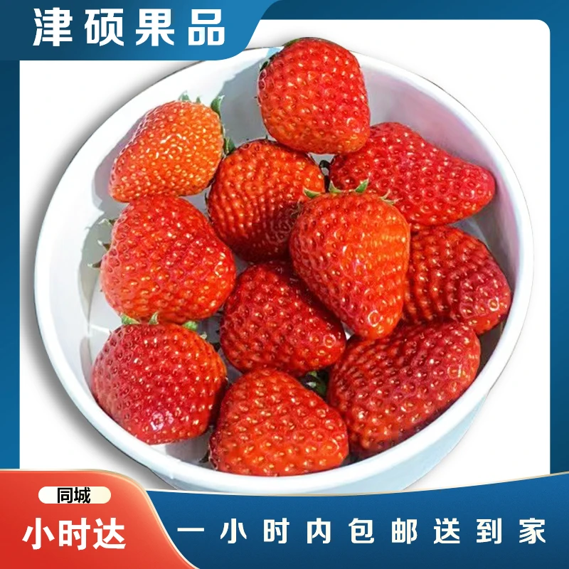 【秒杀】丹东99草莓 产地直发500g*一盒  鲜甜多汁  水分十足