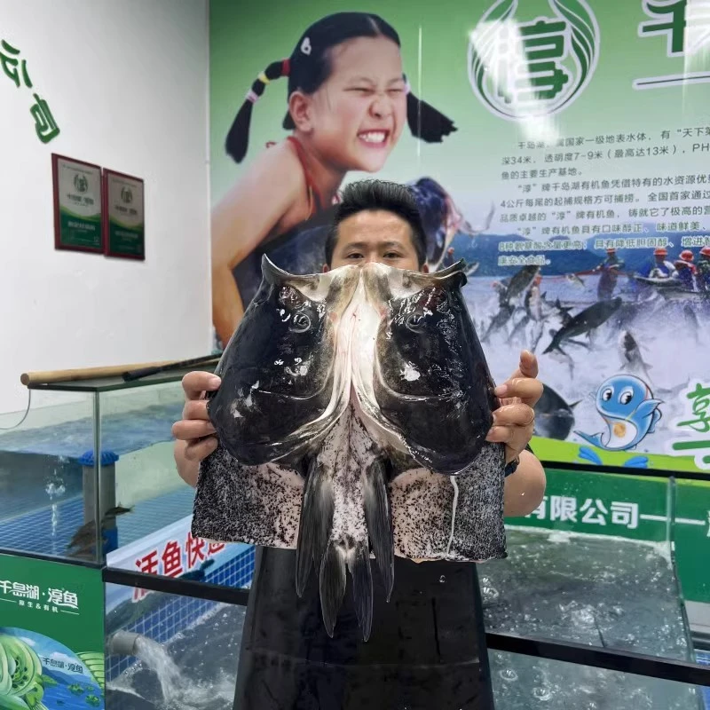现杀保鲜鱼头正宗千岛湖活鱼鳙鱼新鲜大胖头鱼头鲜活大头花鲢鲢鱼