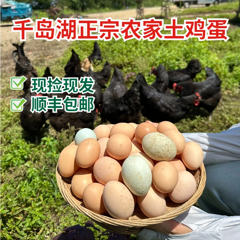 正宗千岛湖高山散养农家土鸡蛋顺丰包邮新鲜现捡现发