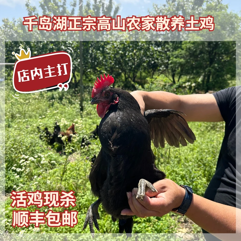 正宗千岛湖高山散养三年以上农家土鸡母鸡走地鸡活鸡现杀冰鲜发货