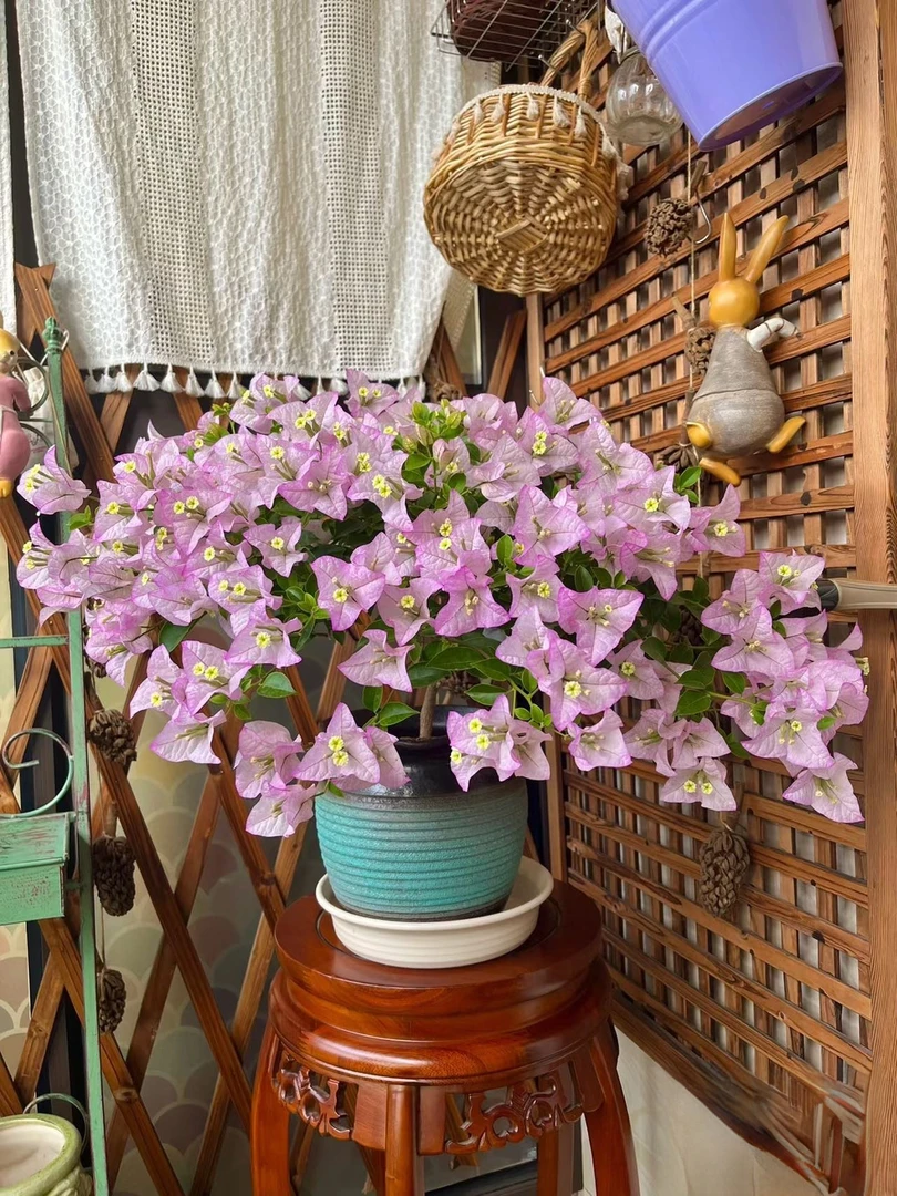 【绿叶丽娜】三角梅花卉绿植盆栽基地直发