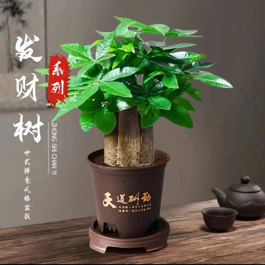 【三杆发财树】好养活发财树盆栽室内绿植转运花卉幸运老桩