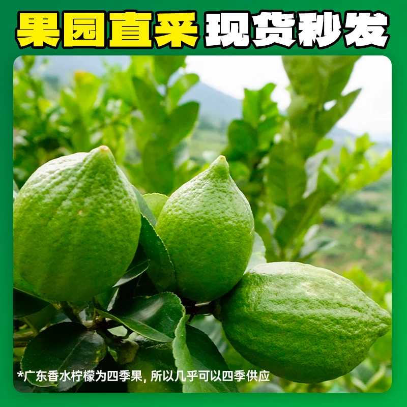正宗广东新鲜无籽香水柠檬【一二级果】果园采摘手打柠檬 【达人】