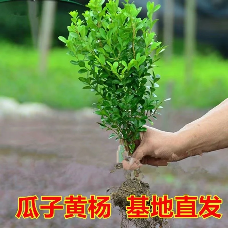 小叶黄杨苗园林绿化庭院地栽盆栽黄杨球南北方种植