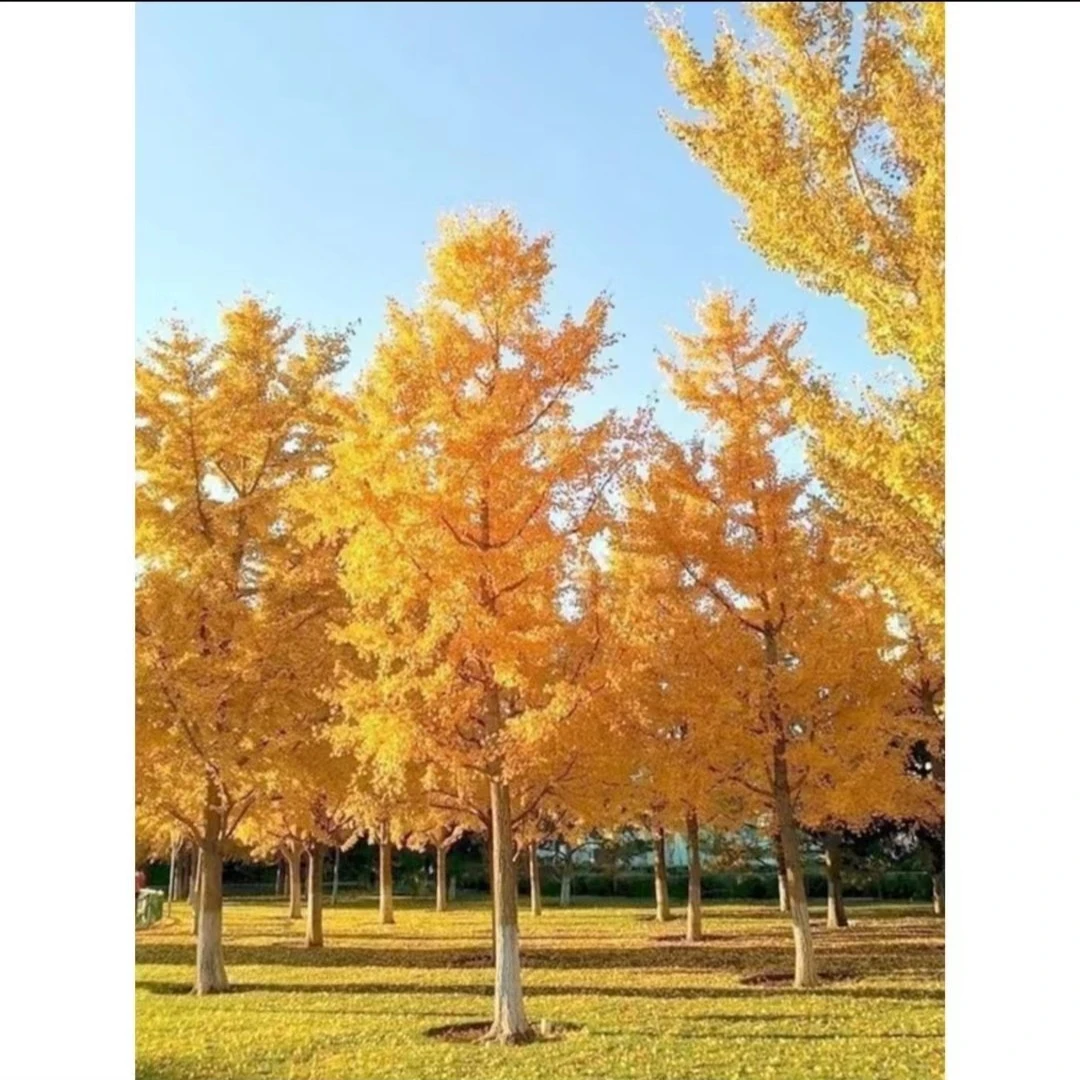 银杏树盆栽大树小苗大苗金叶银杏庭院别墅绿化植物苗木南北方种植