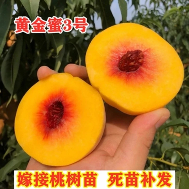 黄桃树苗嫁接桃树苗南北方种植盆栽地栽当年结果苗