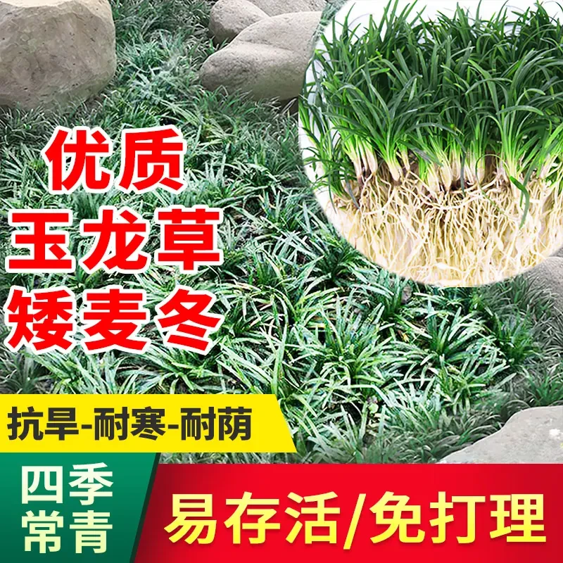庭院绿化玉龙草耐寒耐阴常绿易活四季青植物