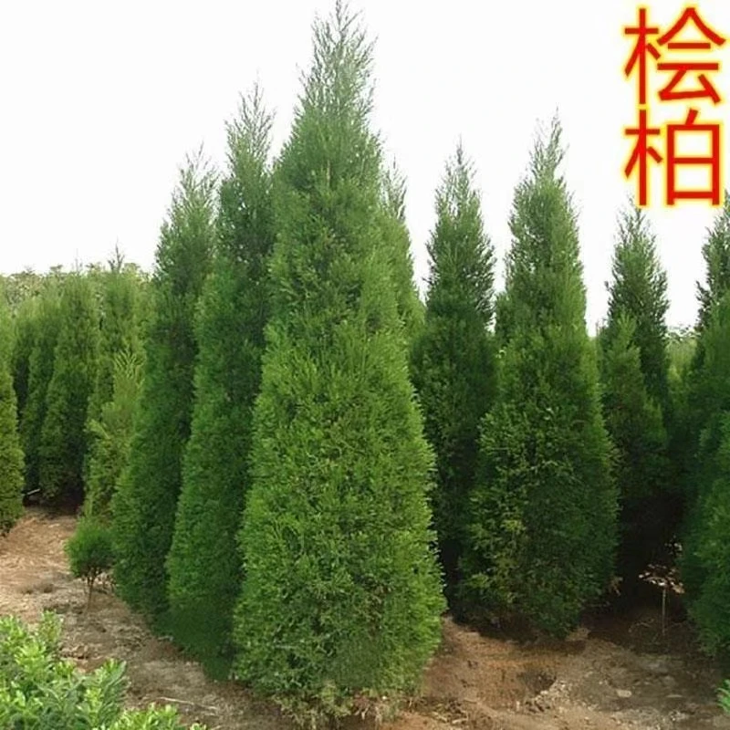 塔柏松柏树苗四季常青绿化工程苗木