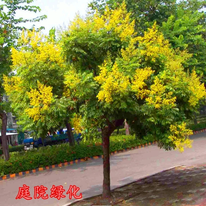 栾树门前大苗南北方庭家院室外观花风景行道遮阳别墅四季耐寒植物