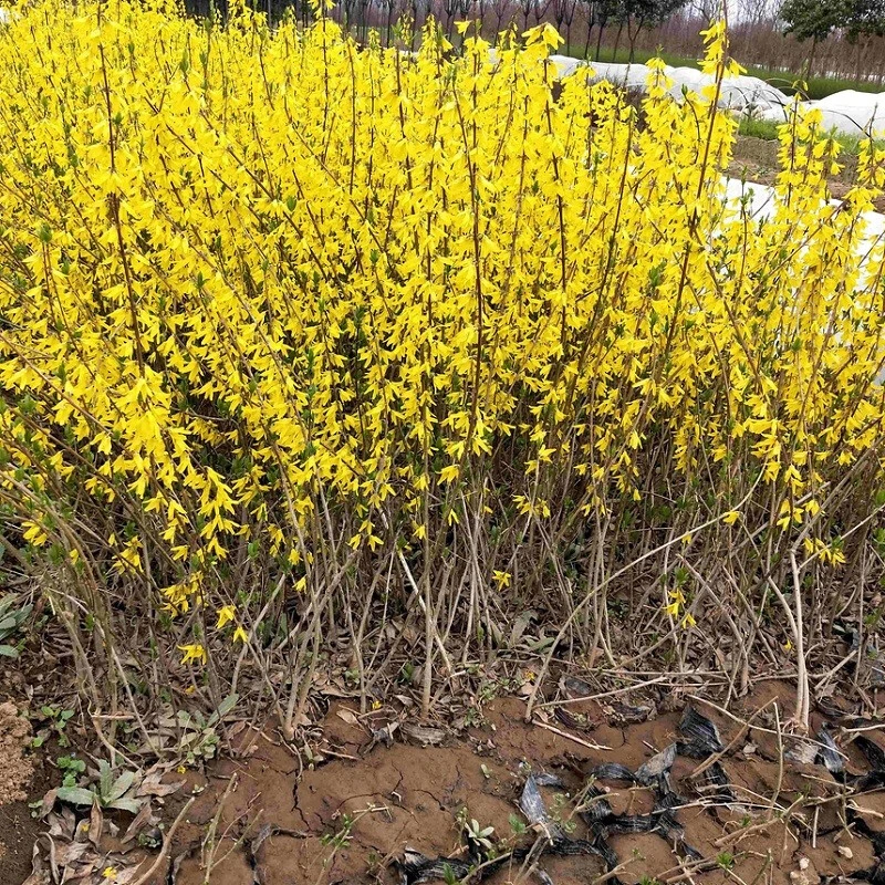 迎春花连翘苗庭院阳台盆栽耐寒绿化花卉