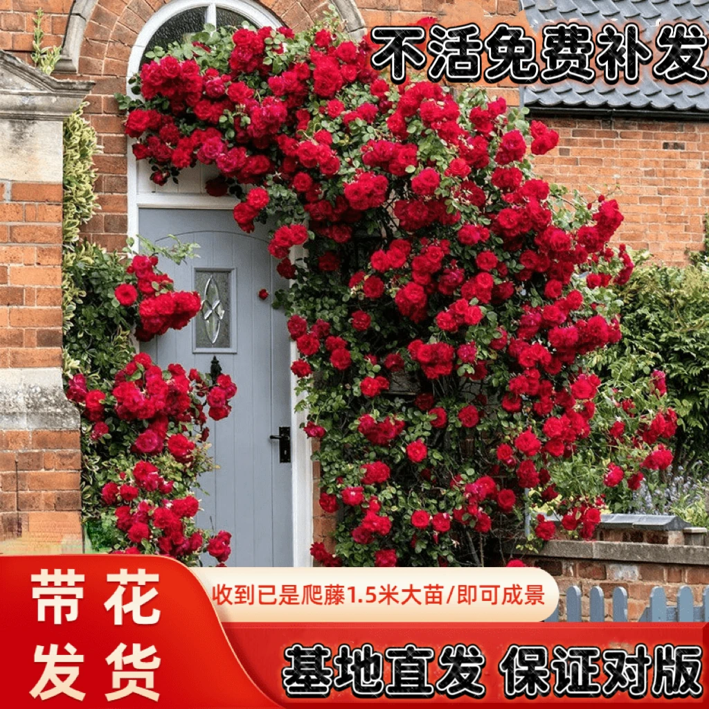 【1.5米顺丰包邮】爬藤月季四季开花浓香型花卉庭院阳台花卉大花