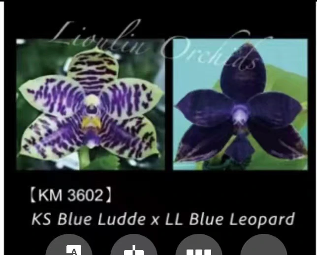 KM3602 1.7寸苗株 少根 鲜花绿植