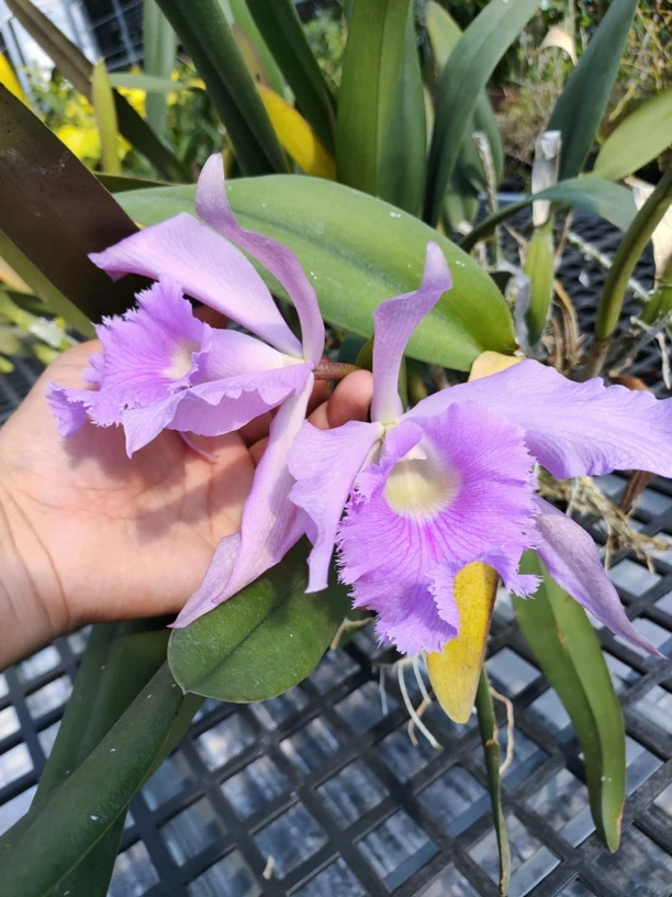 卡特兰蓝鲁巴塔交大猪哥 分株裸根苗 带花牌 鲜花绿植
