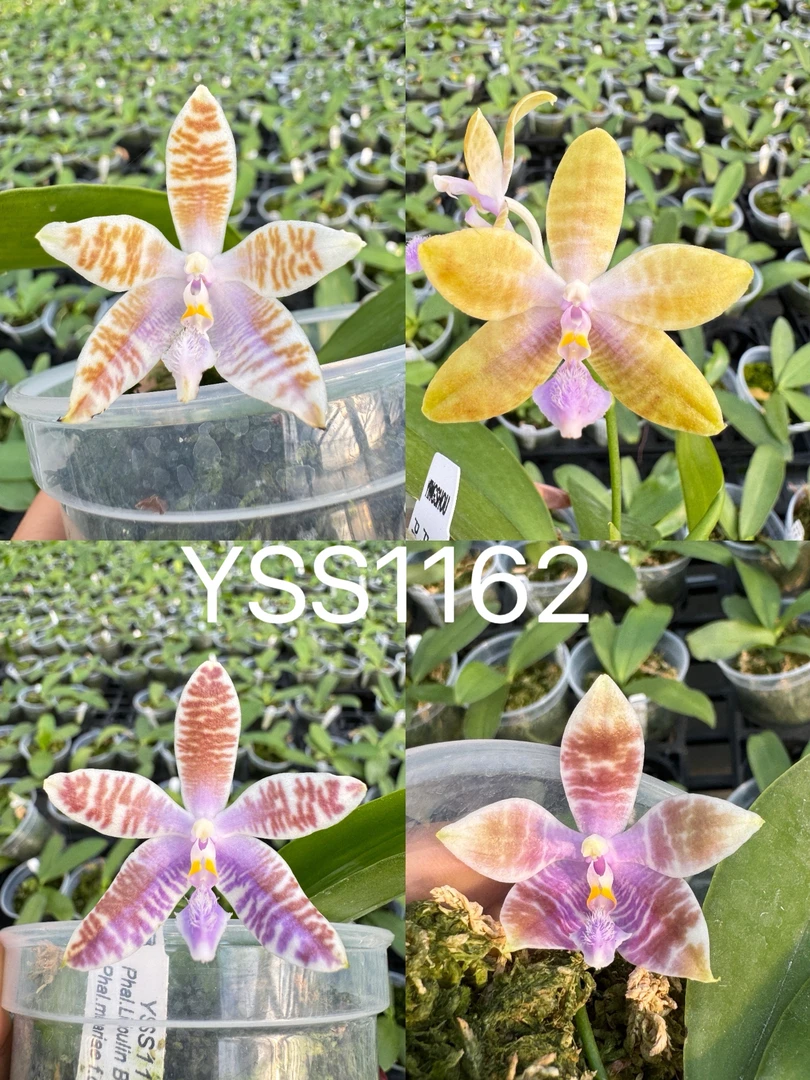 YSS1162 蓝鹦鹉‘丽江’交盈收蓝玛丽 3寸 花剑株  微瑕