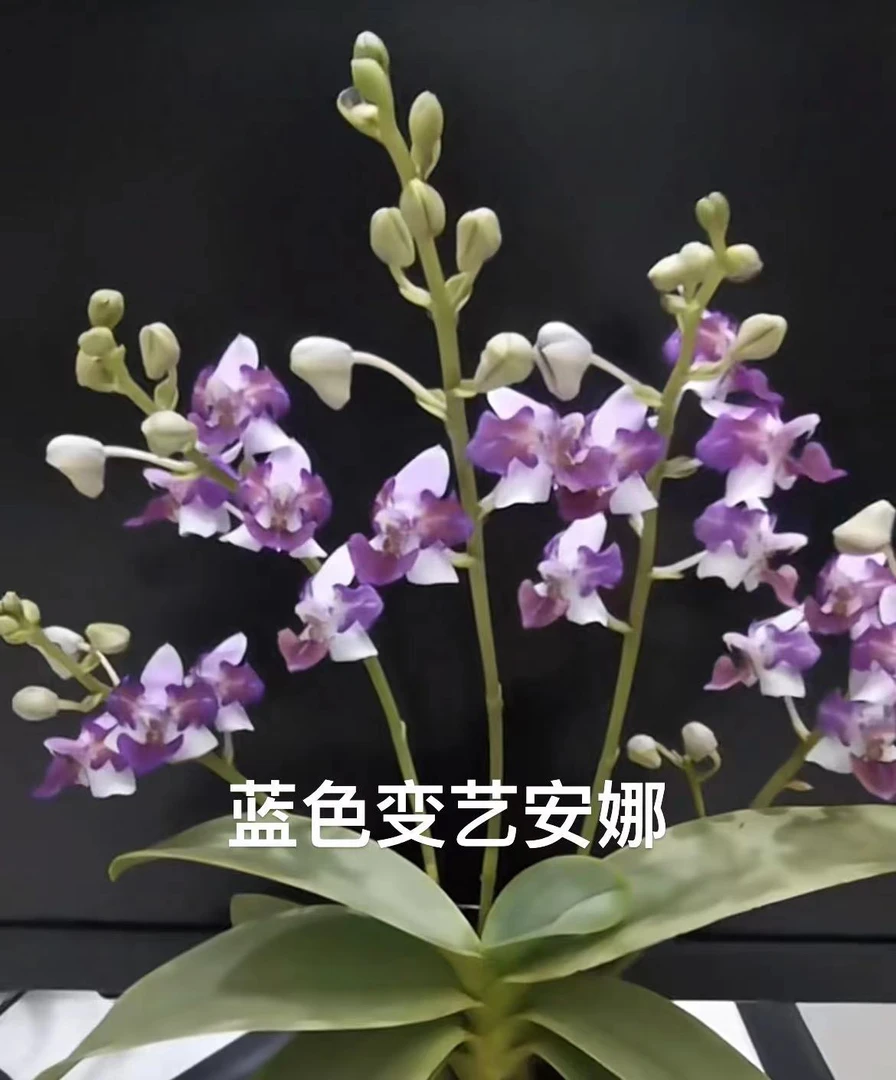 盈收M227变异安娜1.7寸 苗株 有瑕疵