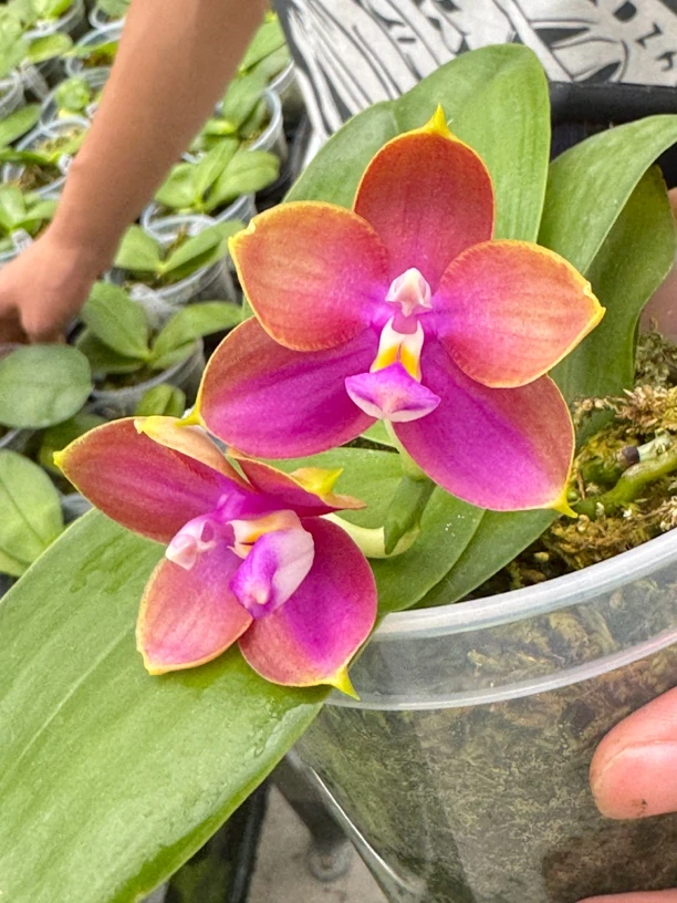 蝴蝶兰夏日新魔法交郑敏霓虹灯 3寸 开花株