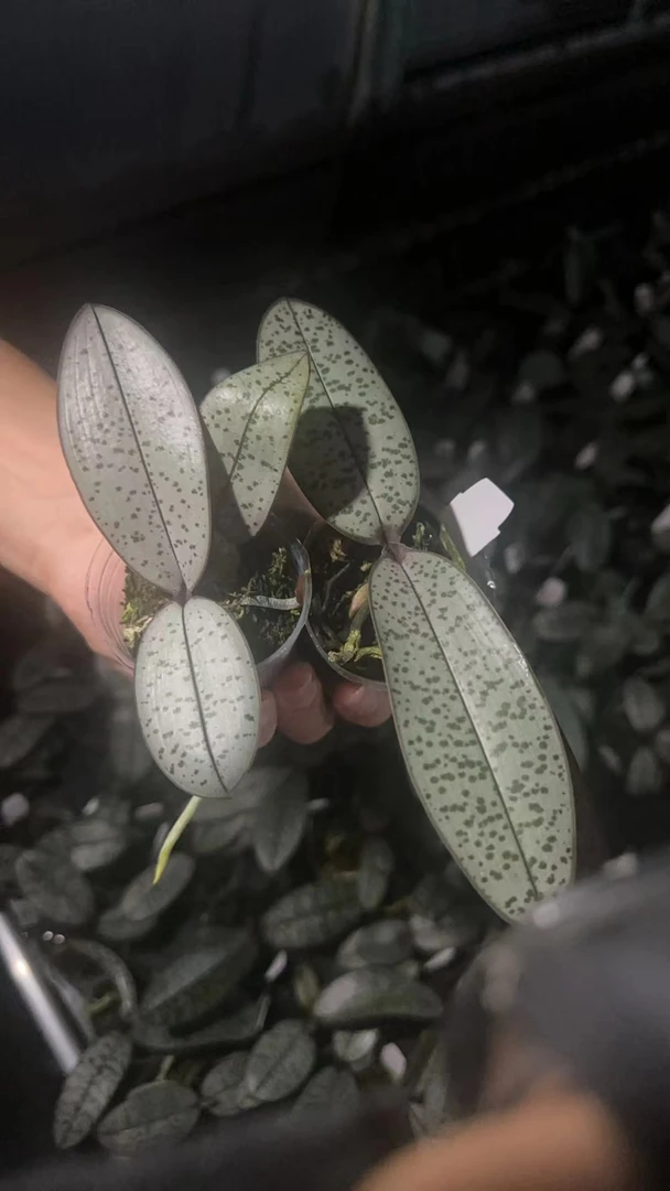 YSS1183 银叶脉纹交粉圆脉纹 1.7寸 苗株 少根  瑕疵