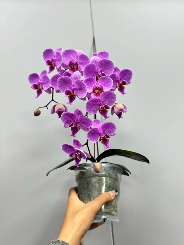 西蕾莉交雪山春色 3.5寸 鲜花绿植 无根有瑕疵