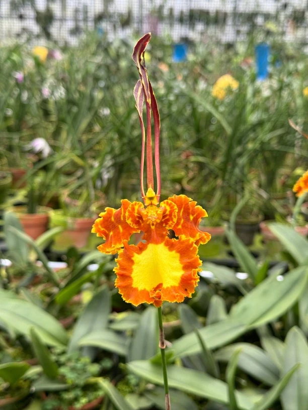 齐天大圣 4寸 鲜花绿植 花苞株