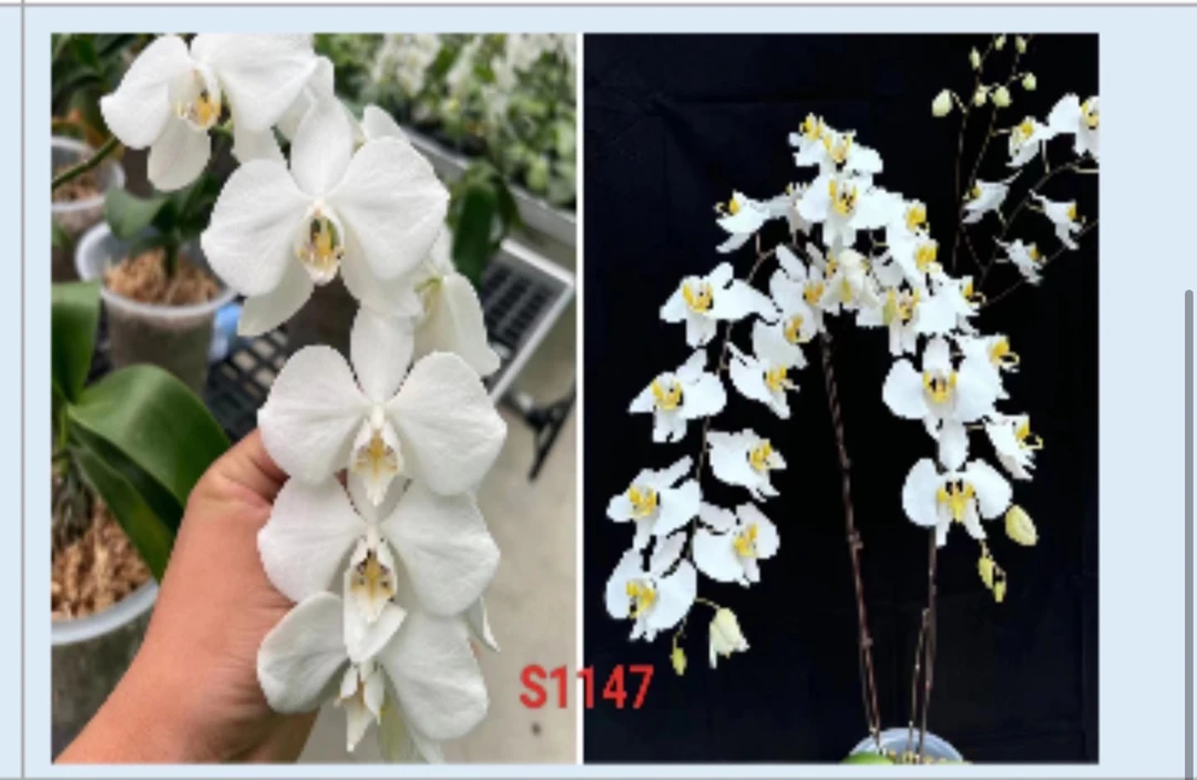 YSS1147巴拉望阿婆交苏拉威西阿嬷 3寸 剪花剑苗株 微瑕