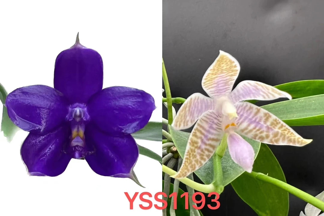 YSS1193 蓝国王交蓝路德  裸根 苗株 拯救苗 少根 瑕疵