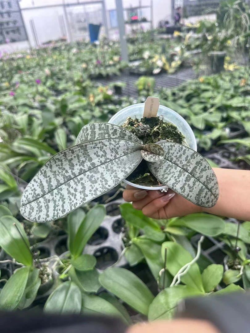 山棌西 3.5寸 鲜花绿植 苗株 微瑕疵