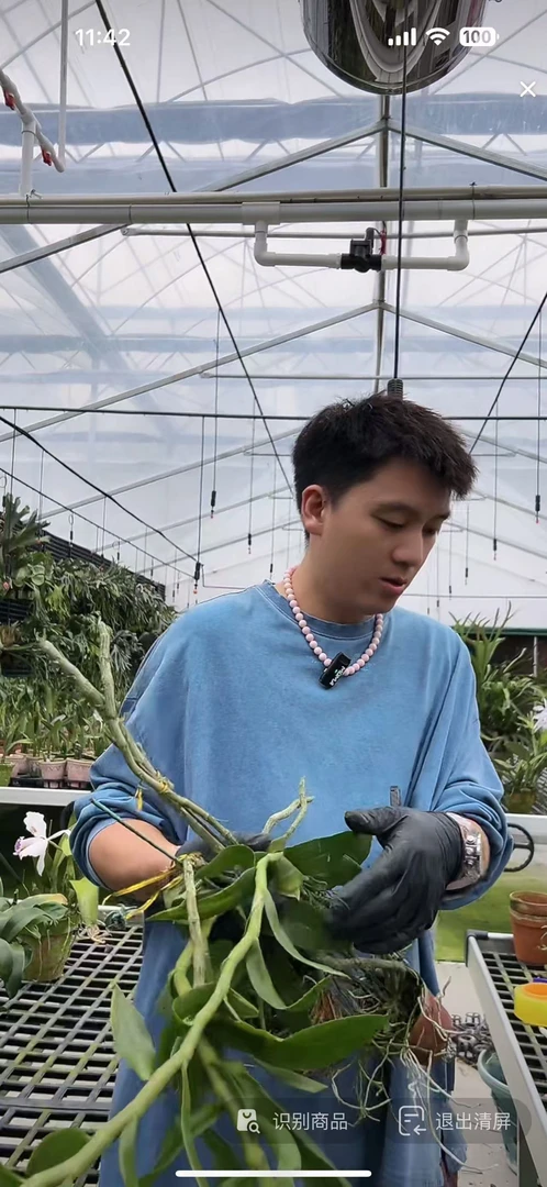 裸根盲盒 无花牌 苗株 有瑕疵