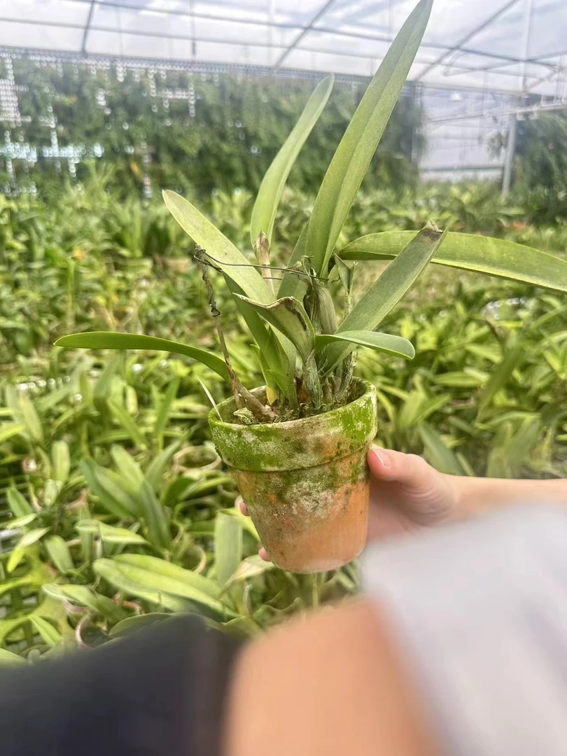 卡特兰 蓝马 3寸苗株  有瑕疵