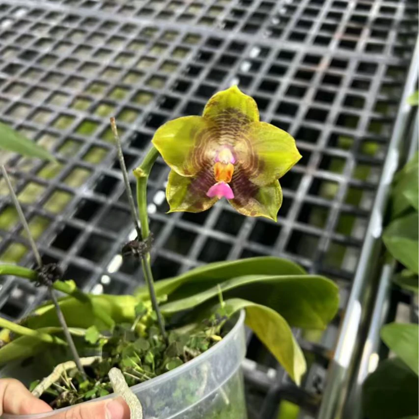 龙鳞 15口径 有瑕疵 鲜花绿植