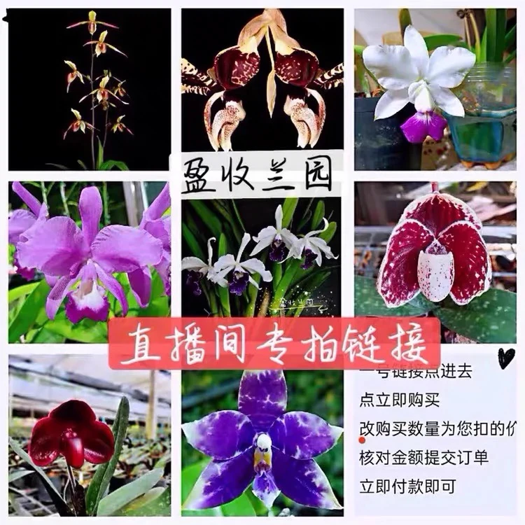 盈收兰园蝴蝶兰专拍链接  不退/不换 私拍不发 鲜花绿植