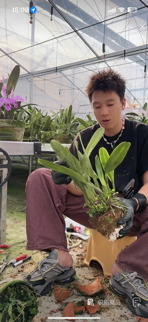 卡特兰婆婆 分株裸根苗 鲜花绿植