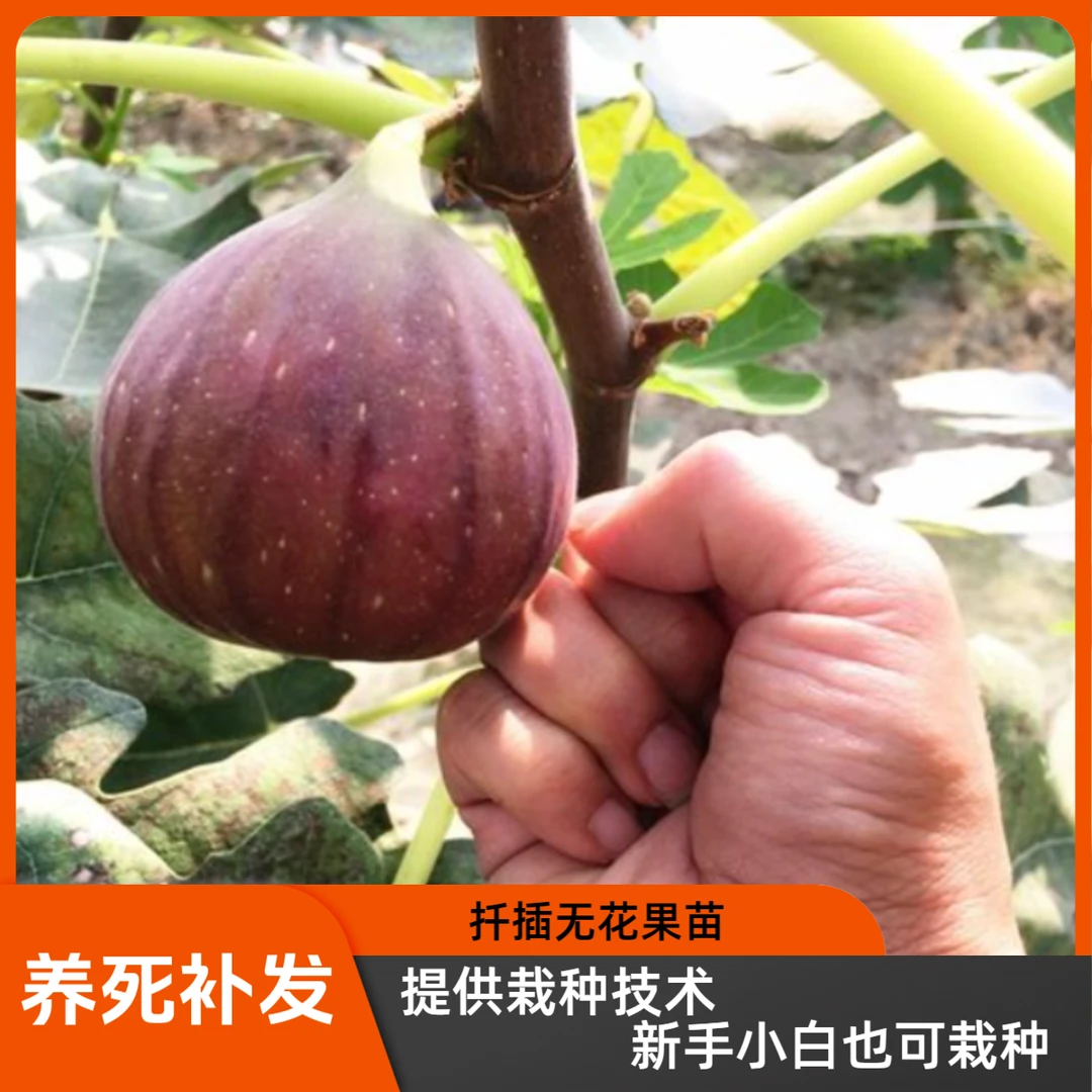 无花果树果苗树苗南北方盆栽地栽室内外阳台庭院四季种植耐寒耐热